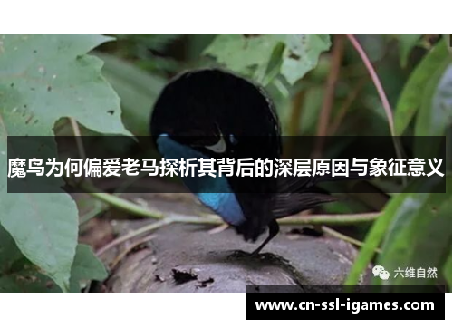 魔鸟为何偏爱老马探析其背后的深层原因与象征意义 魔鸟为何偏爱老马探析其背后的深层原因与象征意义